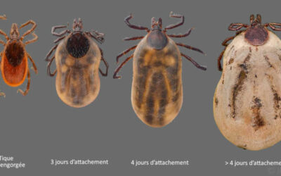L&rsquo;énigme de la maladie de Lyme