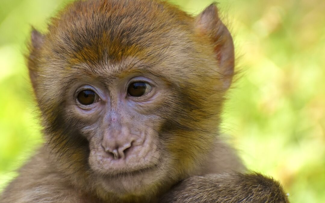De la variole à la variole du singe : Le retour d&rsquo;une menace oubliée