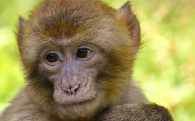 De la variole à la variole du singe : Le retour d&rsquo;une menace oubliée